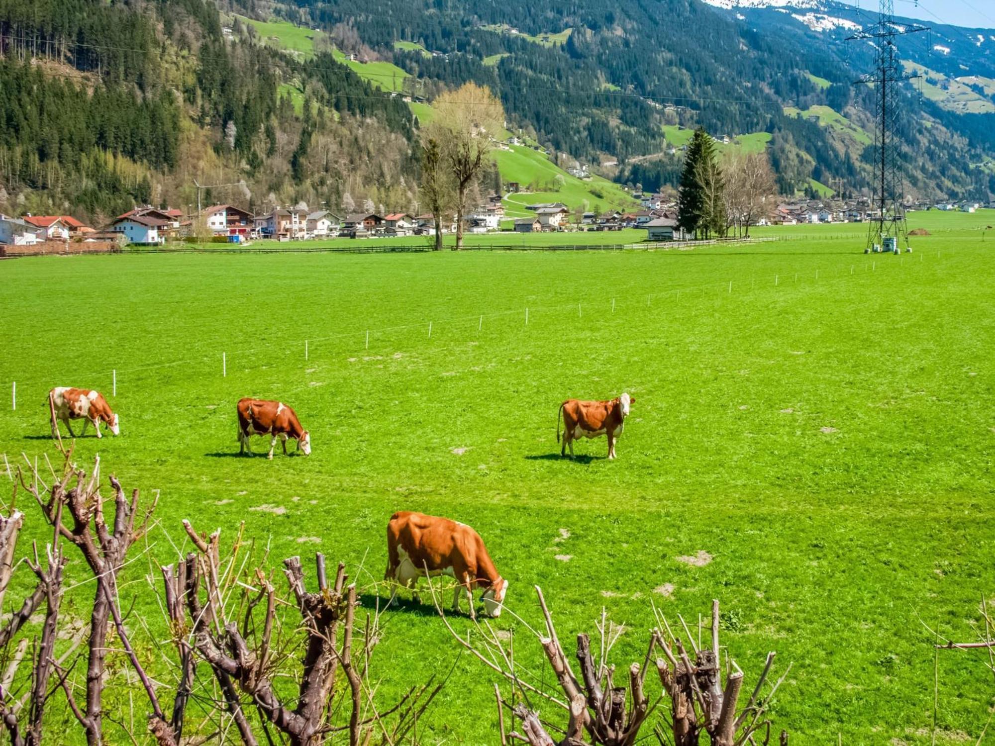 Apartment With Panoramic View Ramsau im Zillertal Exteriör bild